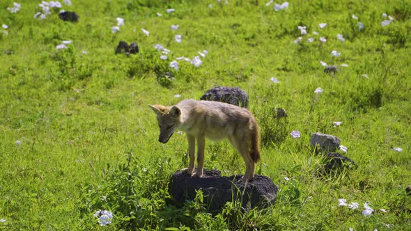 a little wolf stands on a stone in the middle of a green field with white flowers and looks at the c