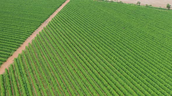 Aerial Footage from a Plantation of Coffee in Minas Gerais Brazil