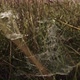 Moving slowly through the morning damp grass and spiderwebs - VideoHive Item for Sale