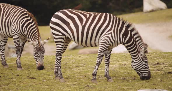 Plains Zebras Grazing In Safari Park