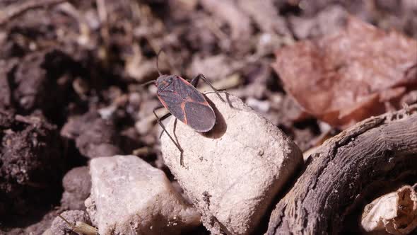 Box elder bug crawls off rock.