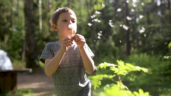 cute caucasian boy blowing a dandelion, image with selective focus and backlight