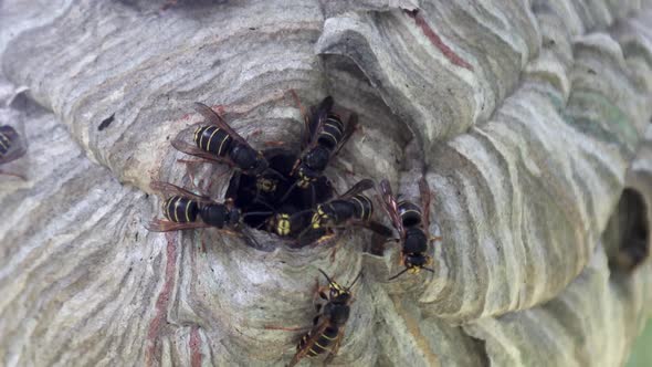 Wasp's Nest is Hanging on a Tree and Wasps