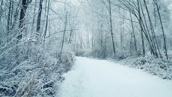 Woodland Path In Snowfall