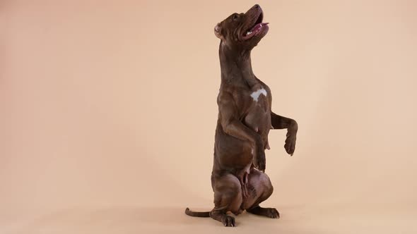 The American Pit Bull Terrier Performs the Command Stands on Its Hind Legs Sticking Out Its Tongue