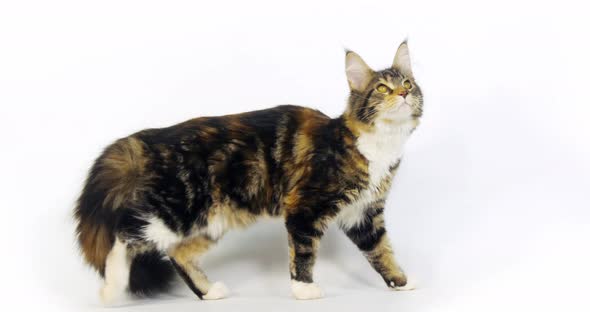 Brown Tortie Blotched Tabby and White Maine Coon Domestic Cat, Female  Normandy in France,