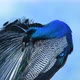 Peacock in Sri Lanka - VideoHive Item for Sale