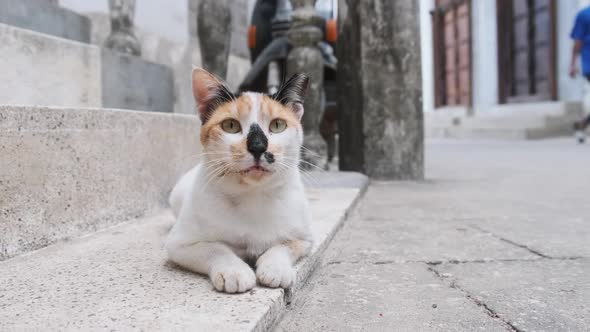 Homeless Shabby Tricolor Cat in Africa on Street of Dirty Stone Town Zanzibar