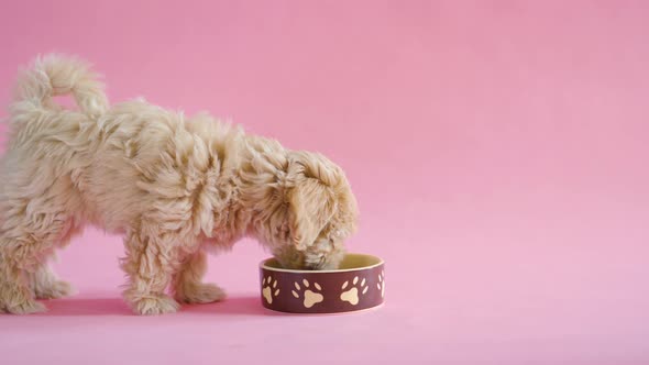Puppy Dog Eats Food From a Bowl on a Pink Background