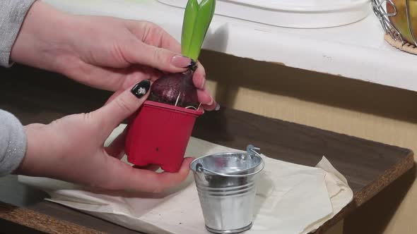 A Woman Transplants A Hyacinth Into A Decorative Bucket. Close Up.