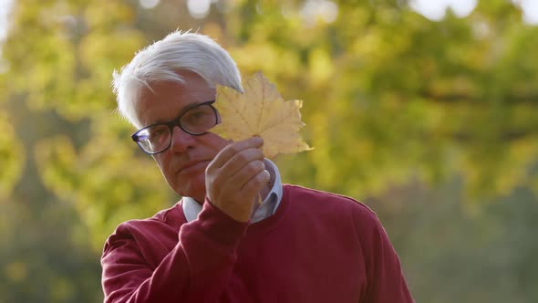 Elderly Greyhaired Man Hiding His Face Behind a Golden Maple Leaf and Looking at Camera From Time to