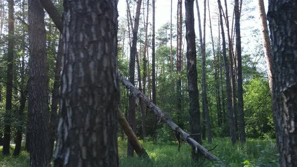 Beautiful Green Forest on a Summer Day Slow Motion