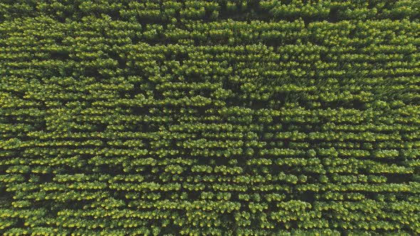 Top Down View Of Agricultured Field Of Blooming Sunflowers