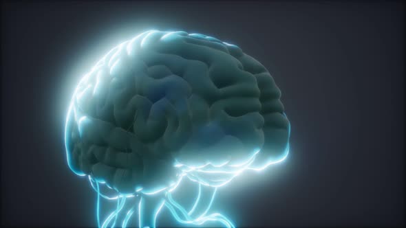 Animated Model of Human Brain alt