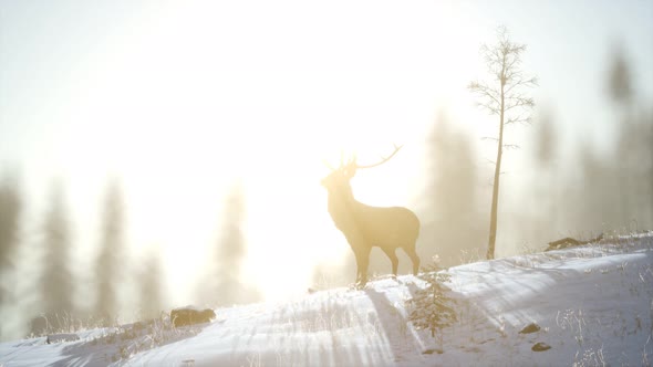 Proud Noble Deer Male in Winter Snow Forest