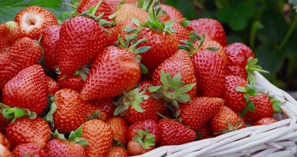 Close Up of Sweet Ripe Strawberries Inside Wicker Basket