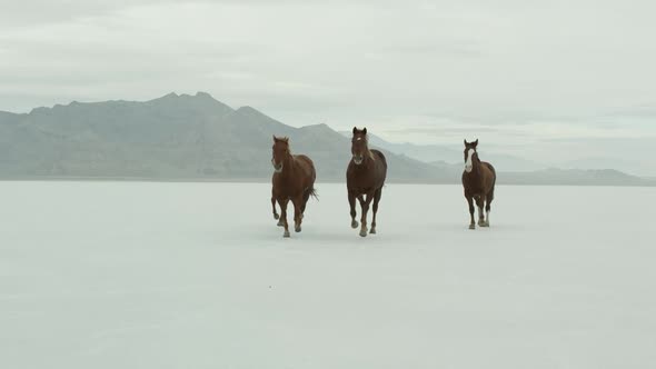 Horses running across salt flats