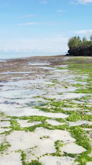 Tanzania  Vertical Video of Low Tide in the Ocean Near the Coast of Zanzibar Slow Motion