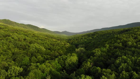 Bird eye view from drone flying trees in the Caucasian forest.