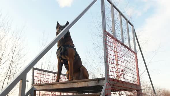 A German Shepherd Dog Standing on the Top of the Stairs on the Playground