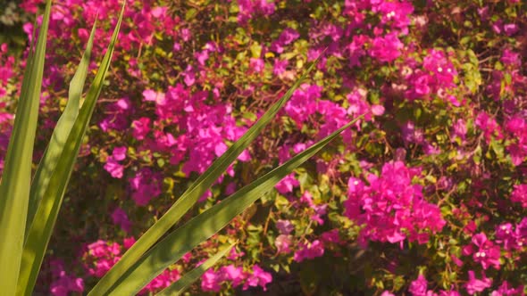 Green Pointed Leaf on a Background of Flowers