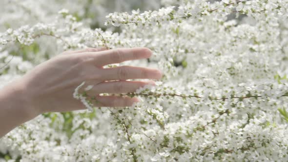 Woman Hand Touching Flowers