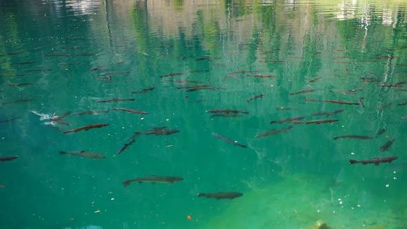 A Few Fish Swimming In Very Clear Blue Lake Water