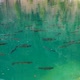 A Few Fish Swimming In Very Clear Blue Lake Water - VideoHive Item for Sale