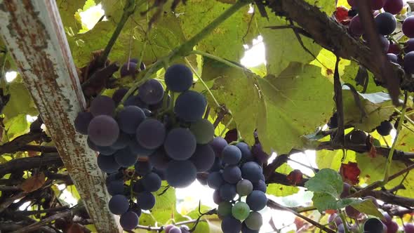 Close up shot of ripe grapes hanging with green leaves around.