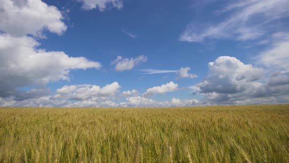 Wheat Field in the Countryside