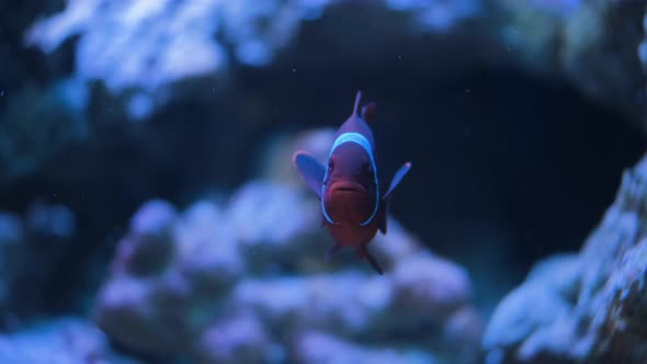 Clownfish Swimming By the Coral Reef