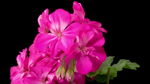 Time Lapse of Opening Purple Geranium ( Pelargonium ) Flower