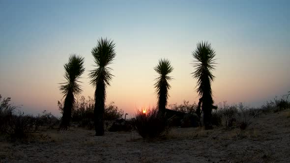 Sunrise timelapse behind tall cactus in Mojave Desert with Zoom