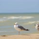 Seagulls In the Sea - VideoHive Item for Sale