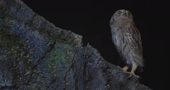 Wildlife, Amazing Owl with Brown Feathers Is Turning Its Head Around, Hunting 
