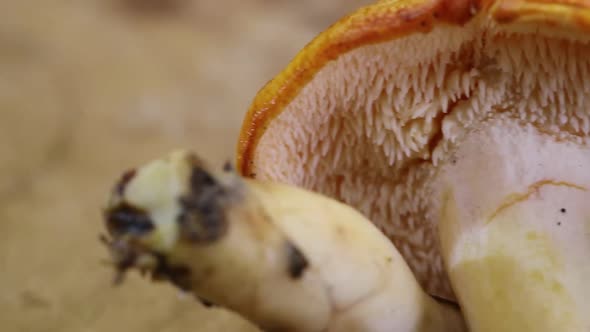 Side pan of Hedgehog Mushroom (Hydnum repandum)