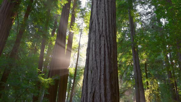 Redwood National Park United States