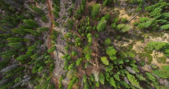 Overhead drone shot bright green pine forest on rocky ground (Zion National Park, Utah, USA)