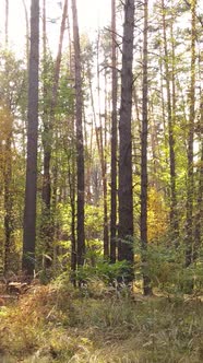 Vertical Video Trees in the Autumn Forest in the Afternoon