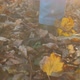 Woman Walks on Fallen Leaves - VideoHive Item for Sale