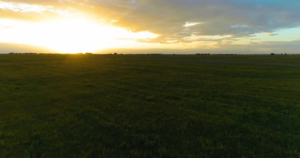 Flight Above Rural Summer Landscape with Endless Yellow Field at Sunny Summer Evening