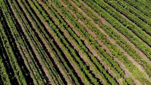 Aerial view of vineyard in Georgia. showing beautiful rows and landscape.