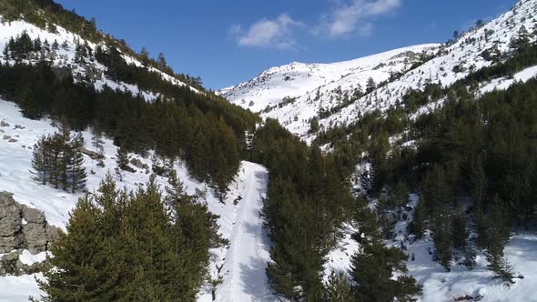 Snow-covered road among pine trees.