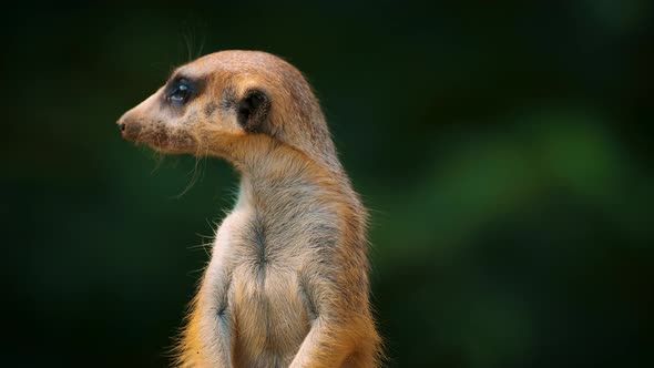 Closeup View of Meerkat Standing and Turning His Head in Different Directions