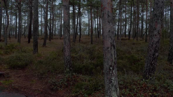 Pine Forest