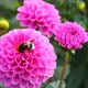 Black and yellow bumble bee extracts nectar from dahlia flowers - VideoHive Item for Sale