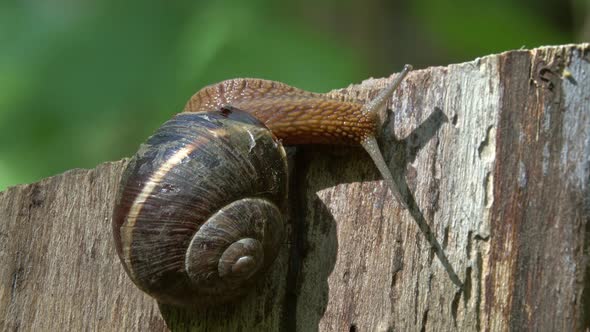 Big Snail in Shell Crawling in Forest Closeup