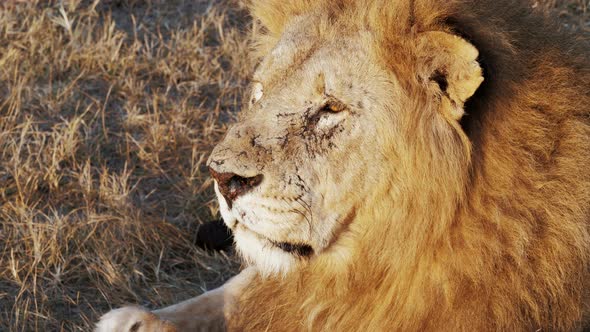 Portrait Profile Head Muzzle of Adult Lion