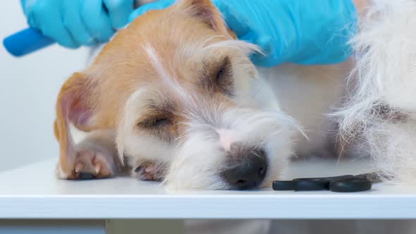 A girl strips a Jack Russell Terrier dog on a white table