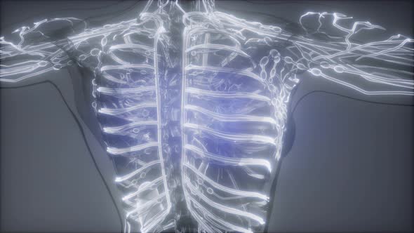 Blood Vessels of Human Body alt